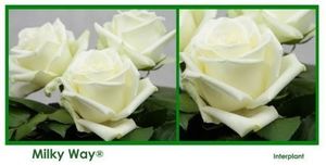 ROSE MILKY WAY 50
